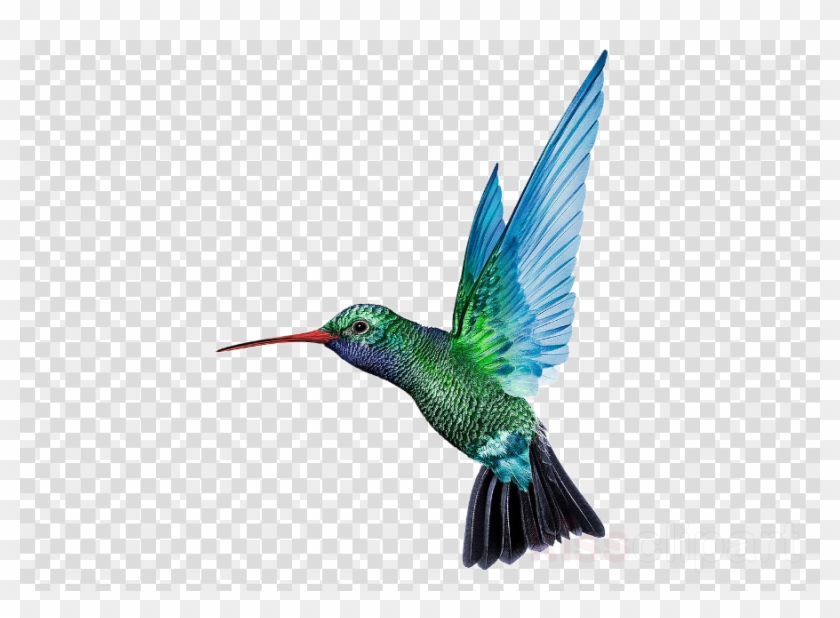 Hummingbird Png Clipart Hummingbird - Caribbean Airlines Logo Png Transparent Png #2847191