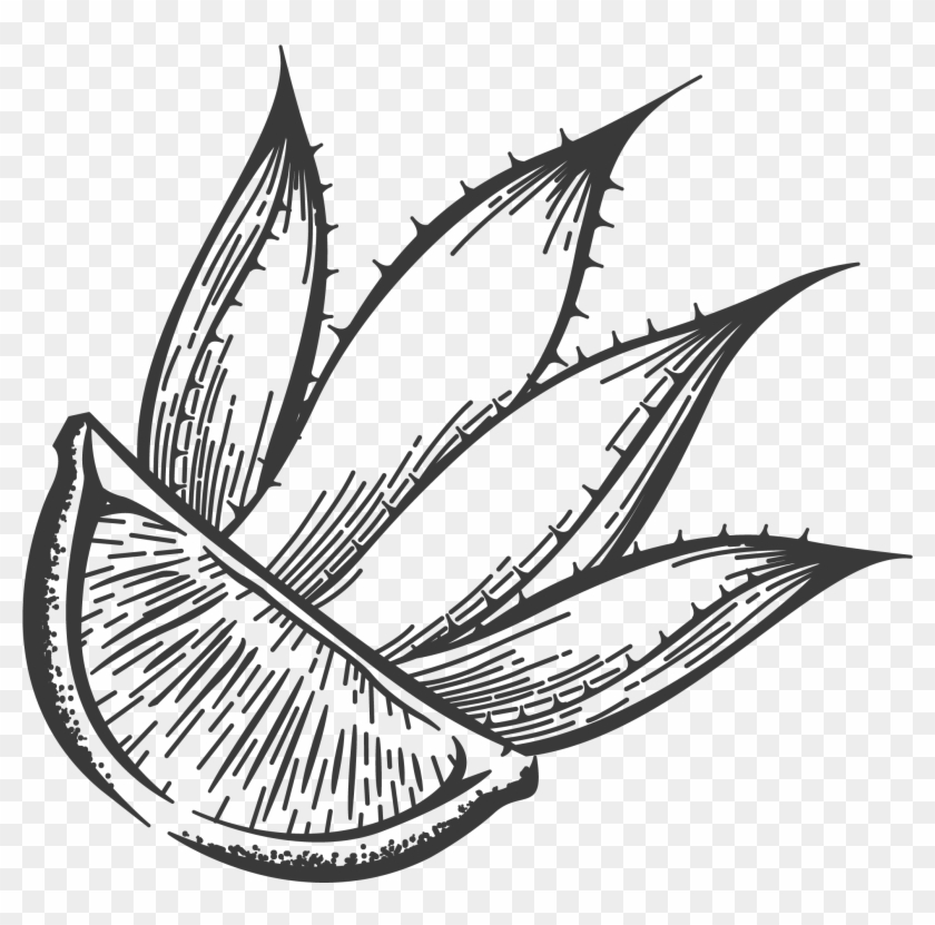 Lime, Agave - Illustration Clipart #2849475