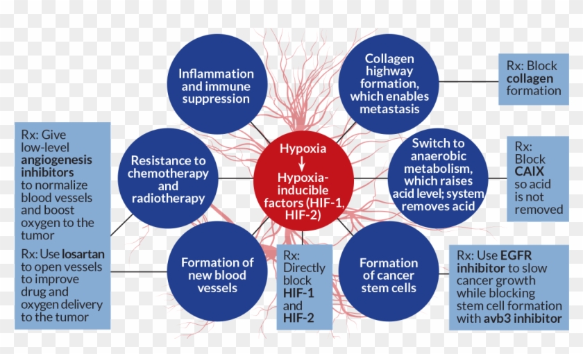 Source - R - K - Jain/cancer Cell 2014 - R - K - - Hif 1 Cancer Stem Cell Clipart #2849703