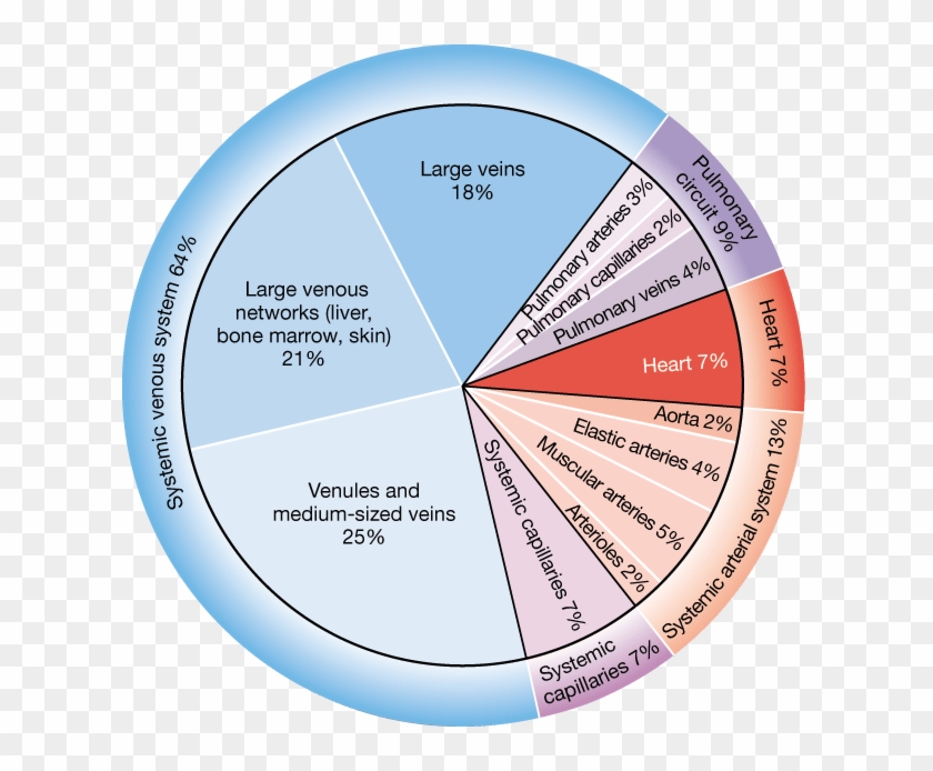 Arteries Which Are Elastic Or Muscular And Veins Which - Circle Clipart #2849812
