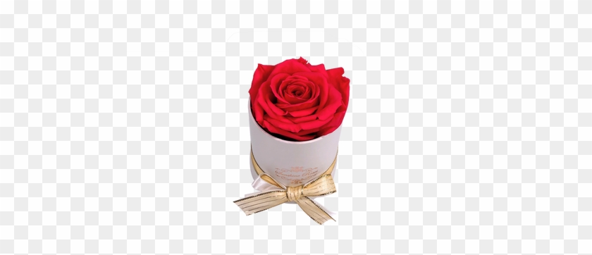 This Beautiful Preserved Rose Will Last More Than A - Garden Roses Clipart #2850222