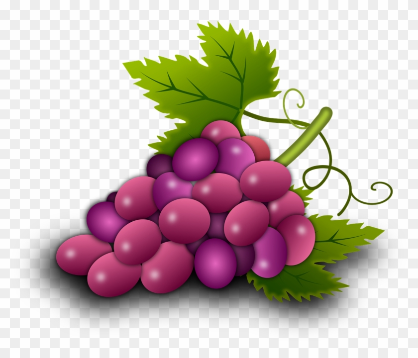 Grapes Vine Vineyard Wine Png Image - องุ่น Png Clipart