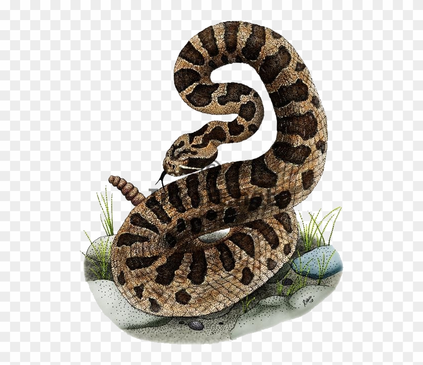 Rattlesnake Cartoon Snake Png - Eastern Massasauga Rattlesnake Drawing Clipart