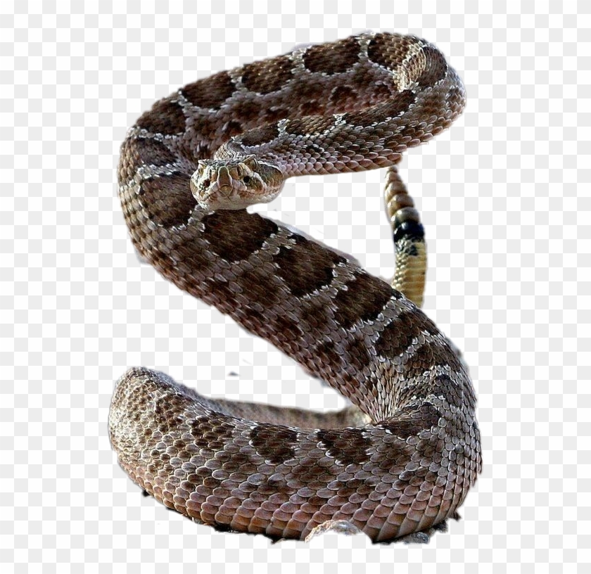 Snake Sticker - Serpent Clipart #2850847