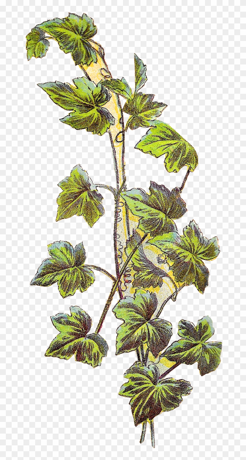 Grape Vine Plant Image - Botanical Illustration Grape Vine Clipart