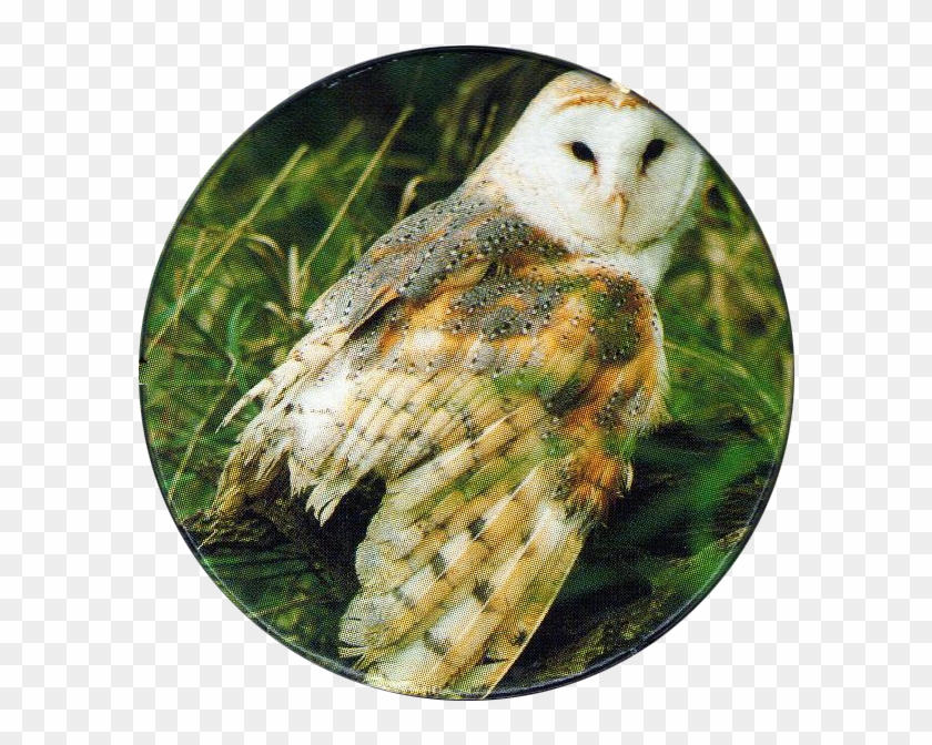 Cadbury Birds Of Prey Flip Em's 04 Barn Owl - Barn Owl Clipart #2851191