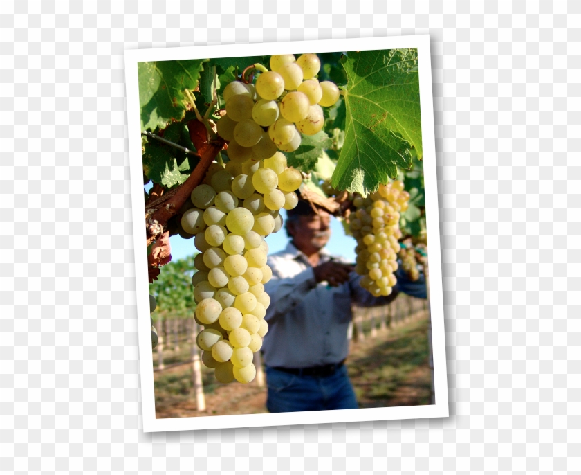 Awga Logo - Seedless Fruit Clipart #2851594