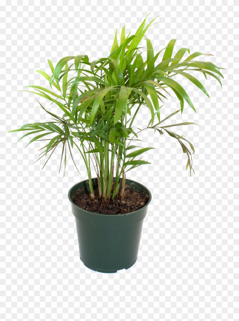 Bamboo House Plant Inspiring Flowerpot Bamboo Houseplant - Flowerpot Clipart #2851836