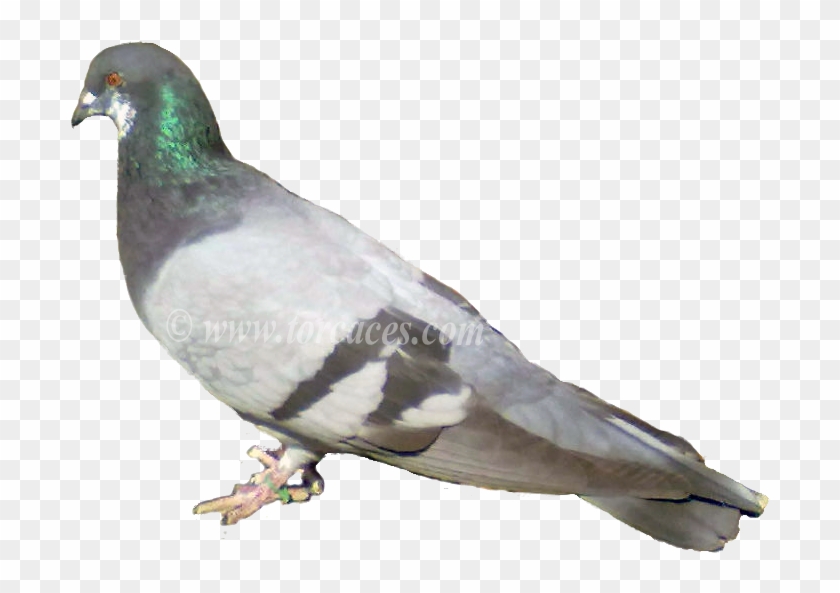 La Paloma Ternano Con Barras - Somali Pigeon Columba Oliviae Clipart #2853436