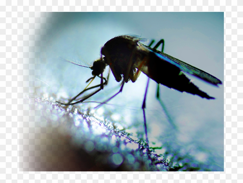 Mosquito & Spider Control - Mosquito Clipart