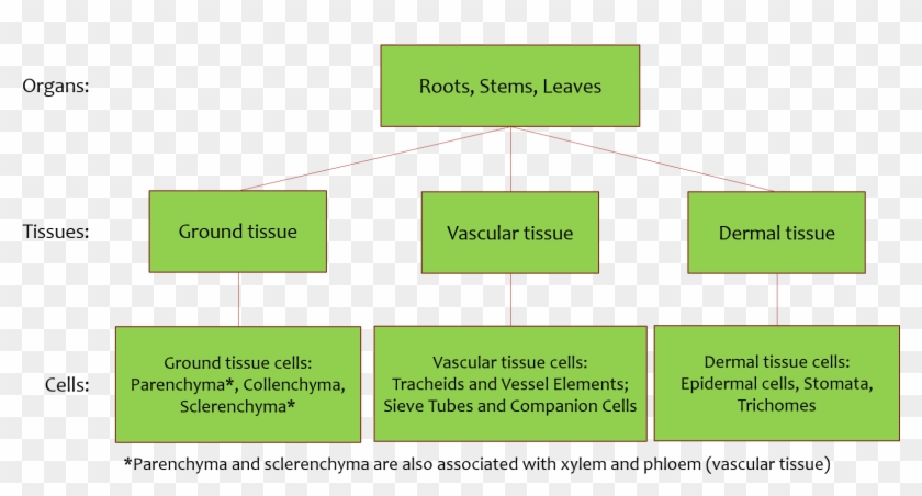 Each Organ Include All Three Tissue Types , - Statistical Graphics Clipart #2855283