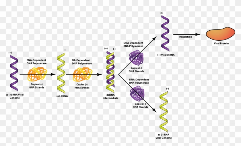 Ssrna 2 1 - Double Stranded Rna Virus Clipart #2857452