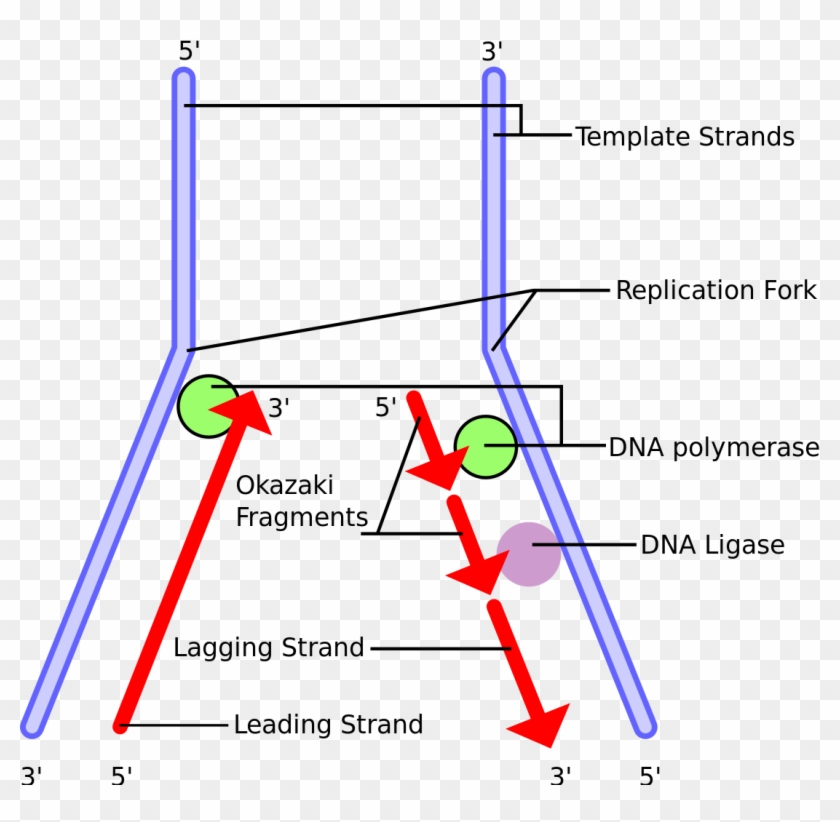 Dna Replication Lagging Strand 33469 - Lagging Strand Vs Okazaki Fragment Clipart