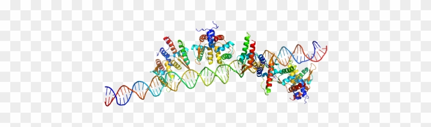 S48 Dna Strand 1 S48 Dna Strand 2 Tubr Of The Pxo1-like - Graphic Design Clipart