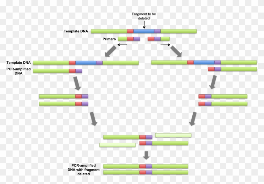 Overlap Extension Pcr Clipart