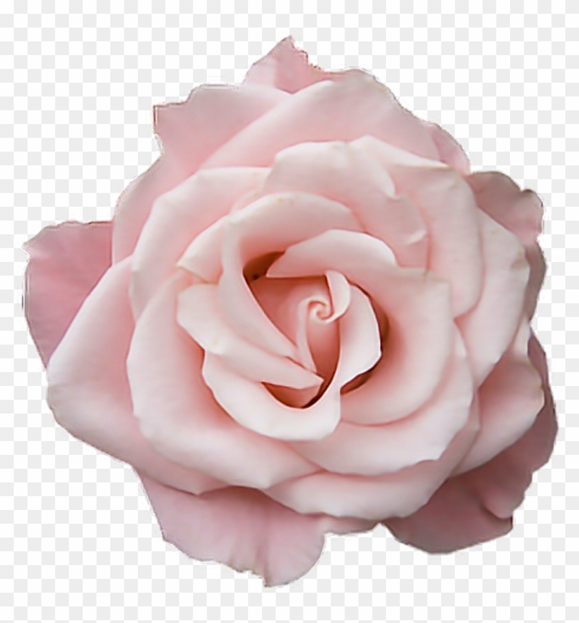 Pink Tumblr Transparent Rose Flower Freetoedit Transparent - Pastel Pink Rose Png Clipart #2857996