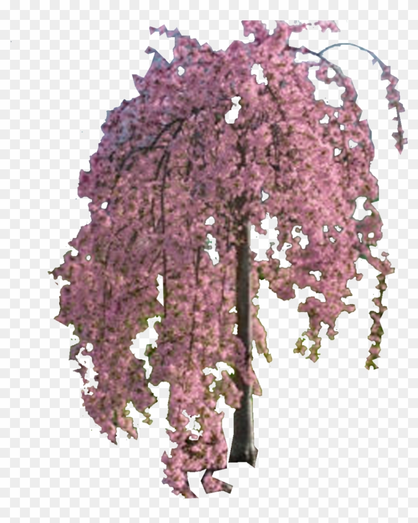 Photo Prunuspinksnowshowers - Wisteria Clipart #2858861