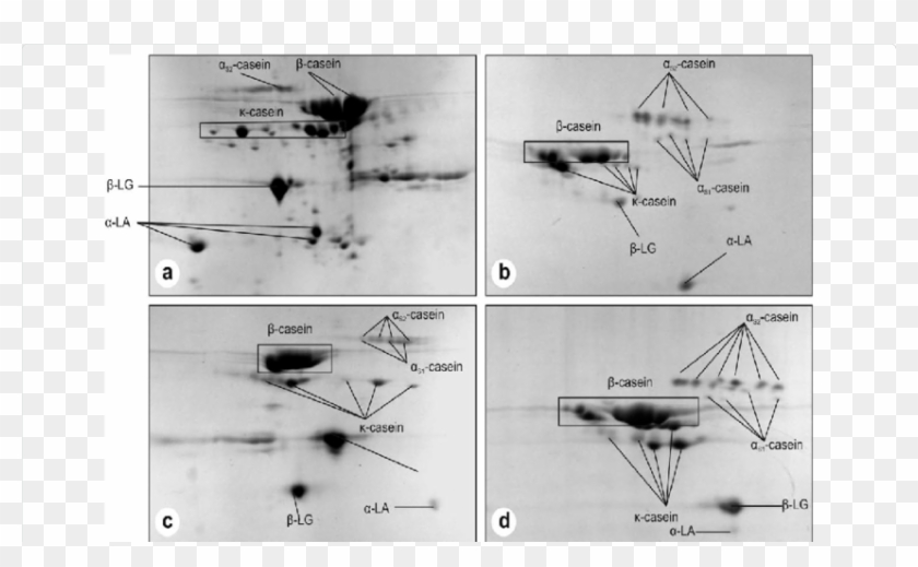 2-de Of Goat Milk Proteins - Atto Two Dimensional Gel Electrophoresis Clipart #2868367