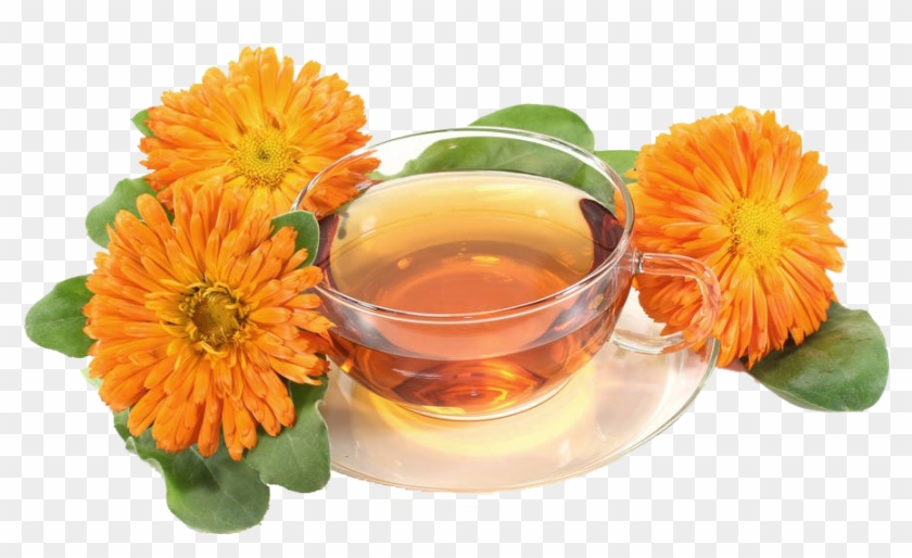 万寿菊和茶免抠素材- Pot Marigold , Png Download - Pot Marigold Clipart #2868699