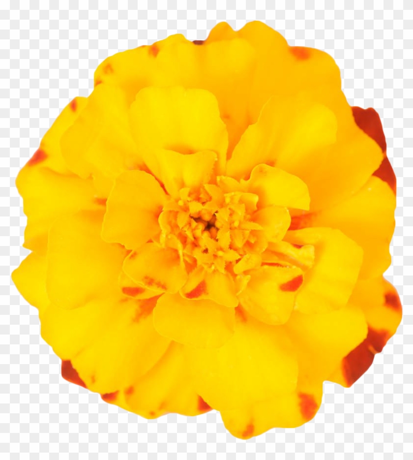 Mexican Plant Yellow - Marigold Flower Background Free Png Clipart #2868710