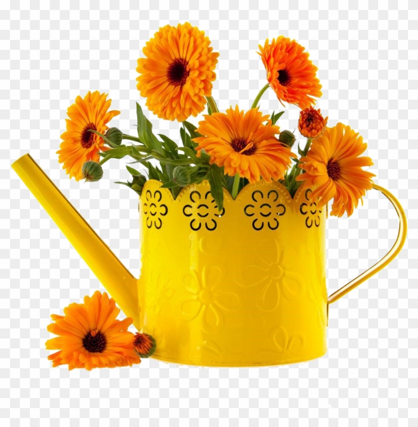 万寿菊图片- English Marigold , Png Download - Calendula Flower In A Vase Clipart