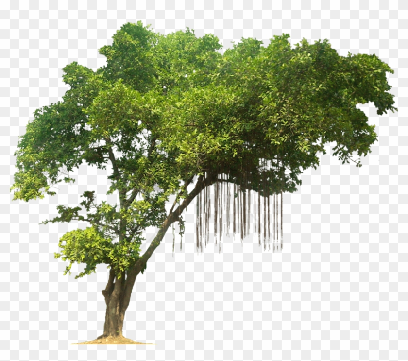 Free Png Tree Png Image With Transparent Background - Jungle Trees Png Clipart #2869248