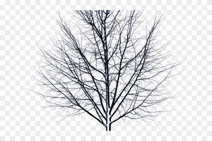 Drawn Dead Tree Transparent Background - Dead Tree Transparent Png Clipart #2869340