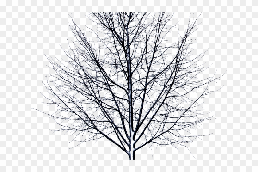 Drawn Dead Tree Transparent Background - Dead Tree Transparent Png Clipart