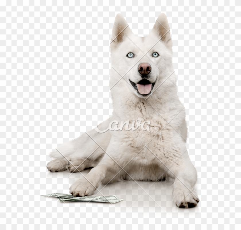 White Transparent Husky - Miniature Siberian Husky Clipart