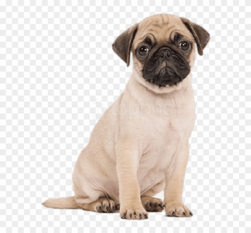 Free Png Cute Puppies Png Images Transparent - Pug Cupcake Toppers Clipart
