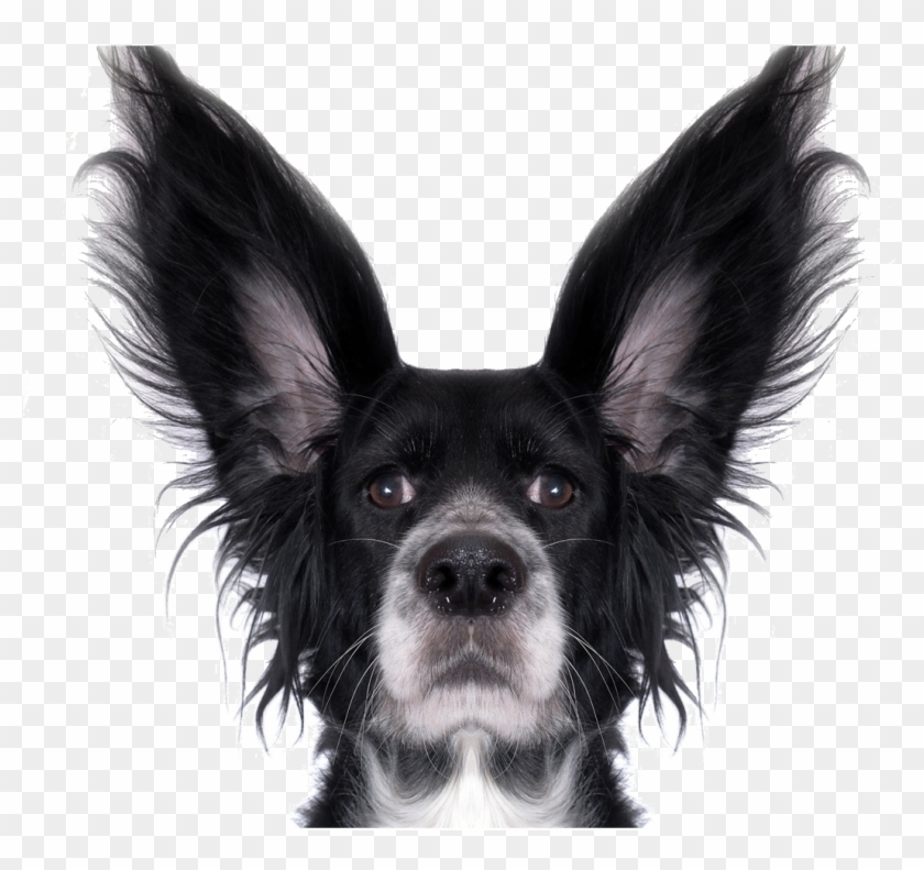 Funny Dog Png Transparent Background - Stupid Dog White Background Clipart