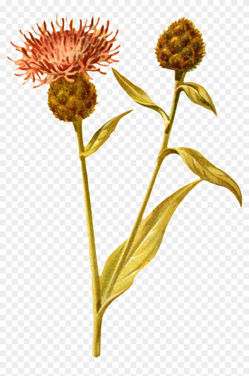 A Forked Open Flower Branch Transparent Decorative - Fleurs Sauvages Dessins Clipart