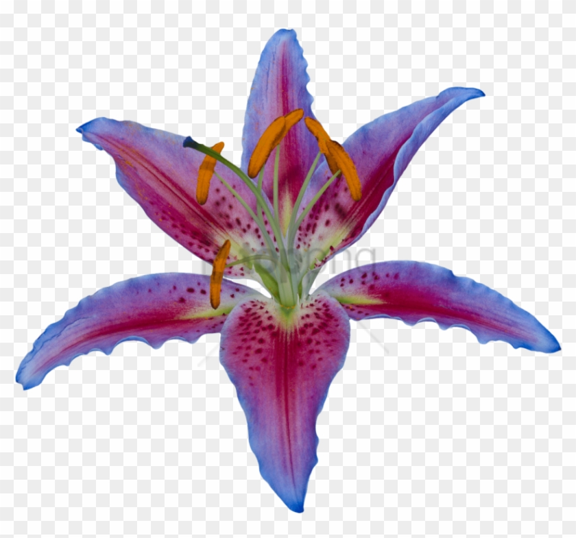 Free Png Transparent Flower Lily Png Image With Transparent - Egyptian Lotus Flower Png Clipart