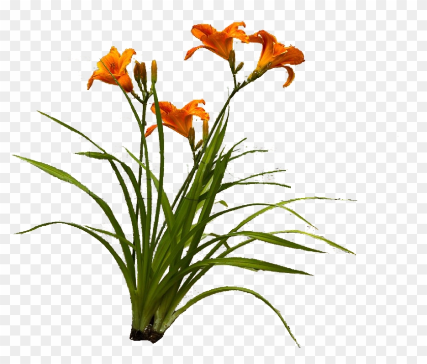 Orange Lily , Png Download - Orange Lily Clipart