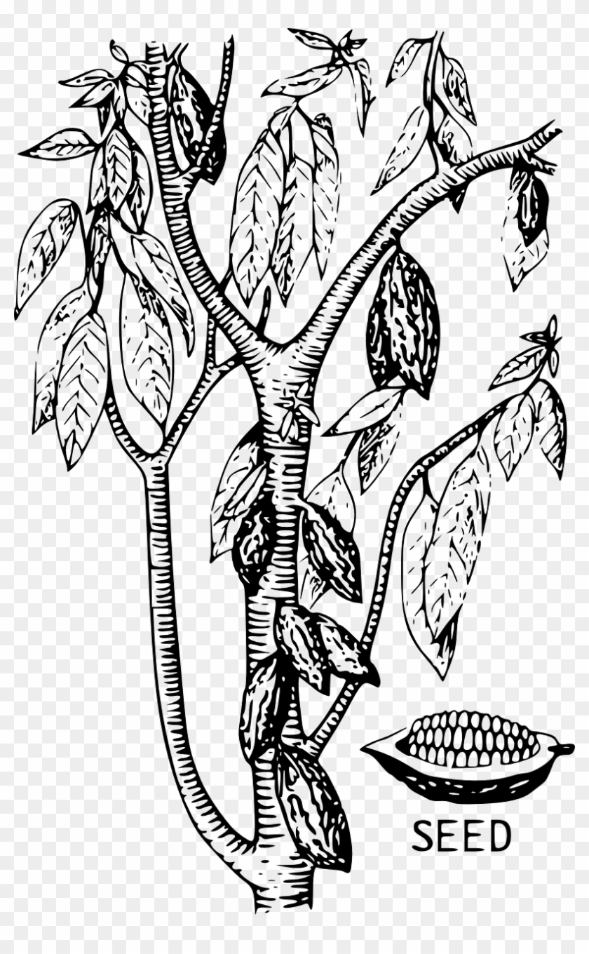 Cacao Tree Cocoa Seed Bean Png Image - Cocoa Bean Tree Drawing Clipart