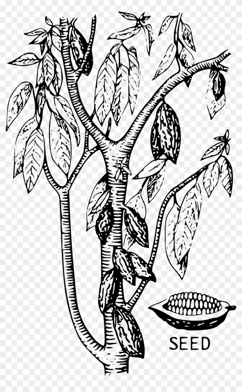 Cacao Tree Cocoa Seed Bean Png Image - Cocoa Bean Tree Drawing Clipart #2876563