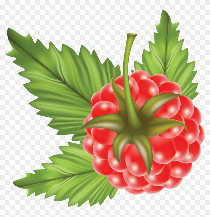 Download - Raspberry Vector Png Clipart #2876731