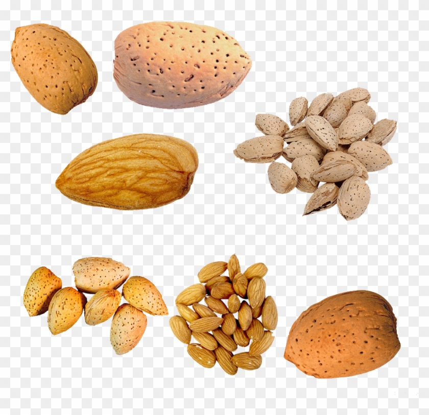 Nuts Clipart Tree Nut - Almond - Png Download #2877647