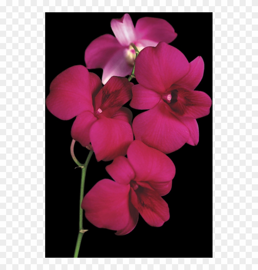 Free Orchid Pngs - Png Orchid Transparent Clipart #2879036