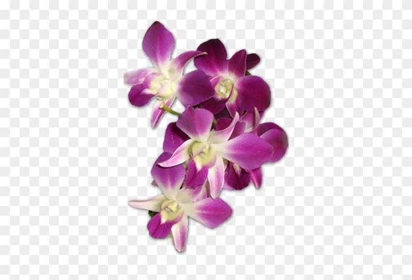 Orchid Design Clipart #2879132