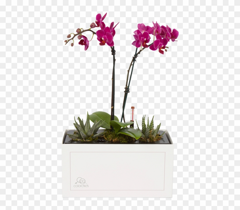 "my First Orchid" Is The First Of Its Kind - Cattlianthe Jewel Box Clipart