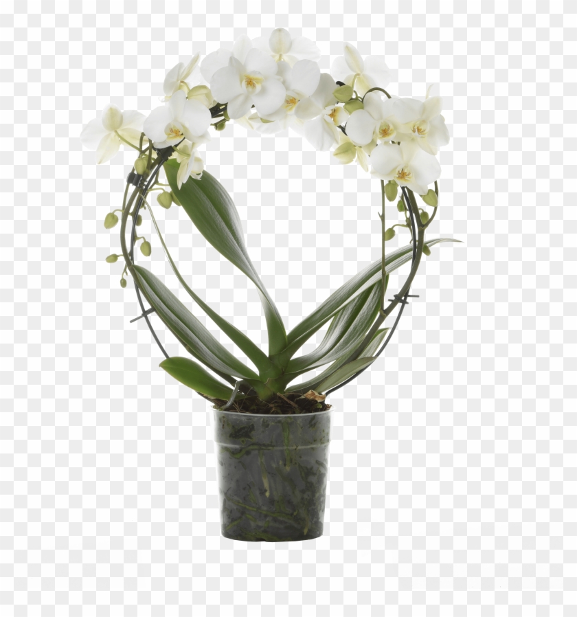 Round, Like The Famous Circle Of The Great Florentine - Moth Orchid Clipart #2879255