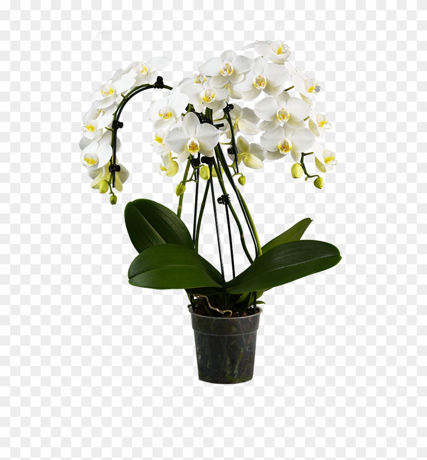 Person To Give It To As A Gift Are Essential To Get - Menin Orchidee Clipart #2879332