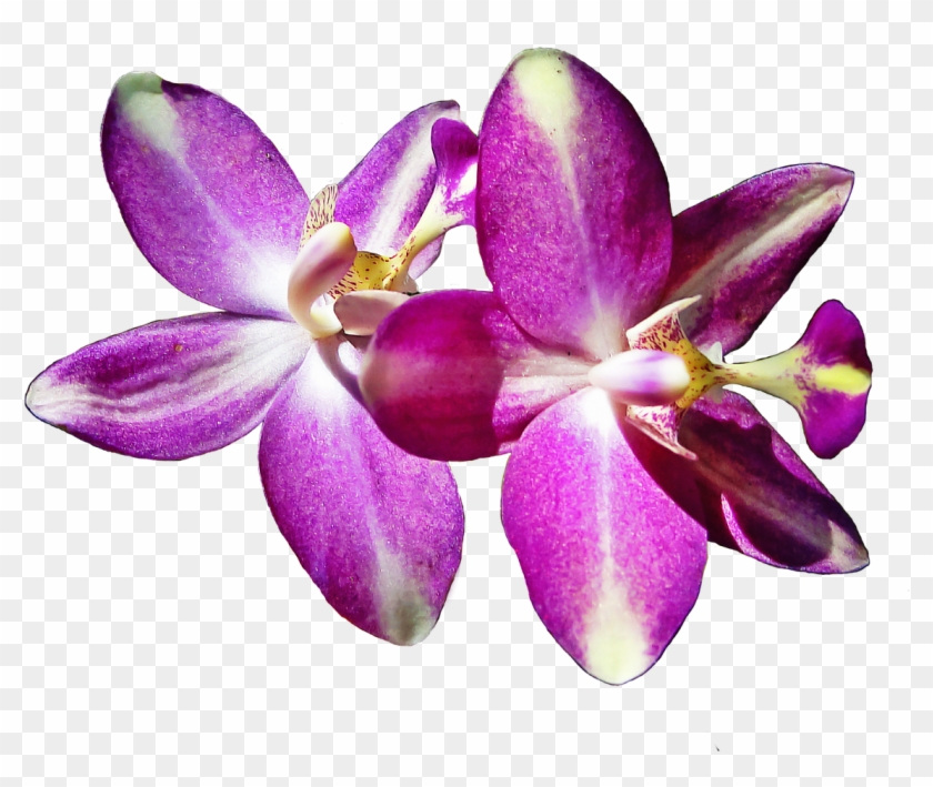 Pistil Petals Orchid Flowers Png Image - Flor De Cattleya Png Clipart