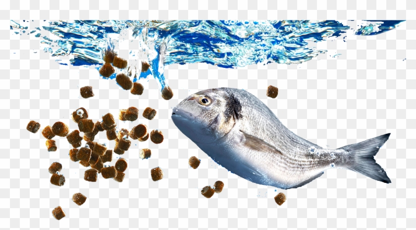 Fish Feed And Grow - Fish Feed Clipart