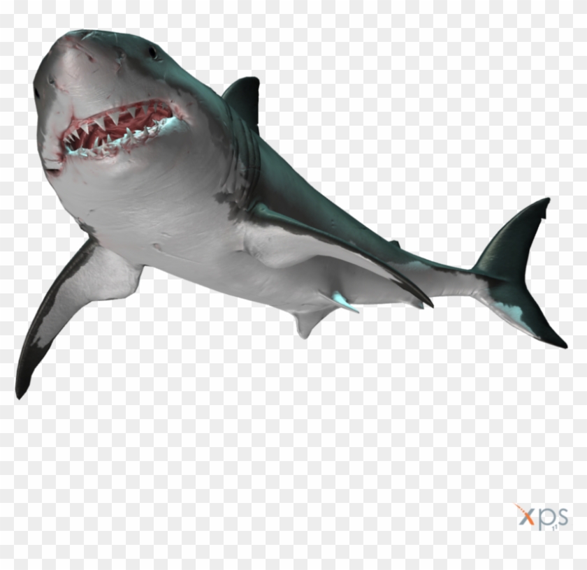 Gmod - Great White Shark Clipart #2879856
