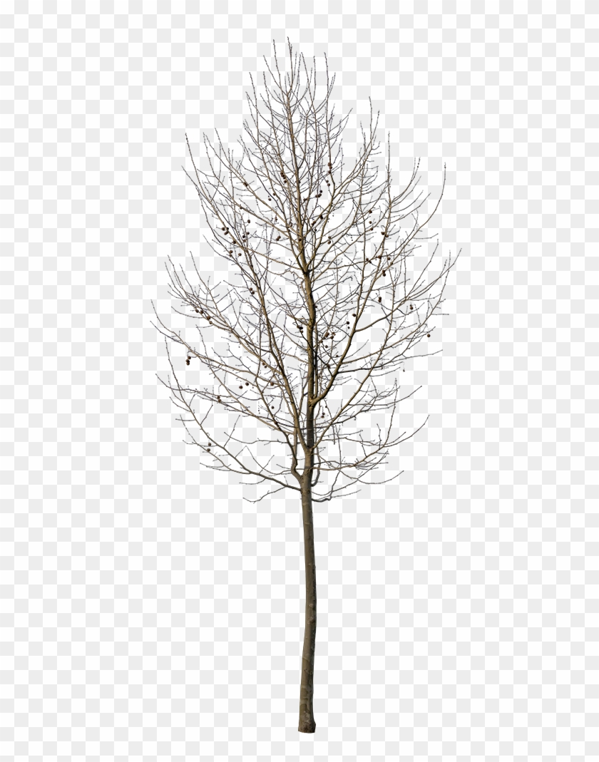 Platanus Small Winter - Small Winter Tree Png Clipart #2883633
