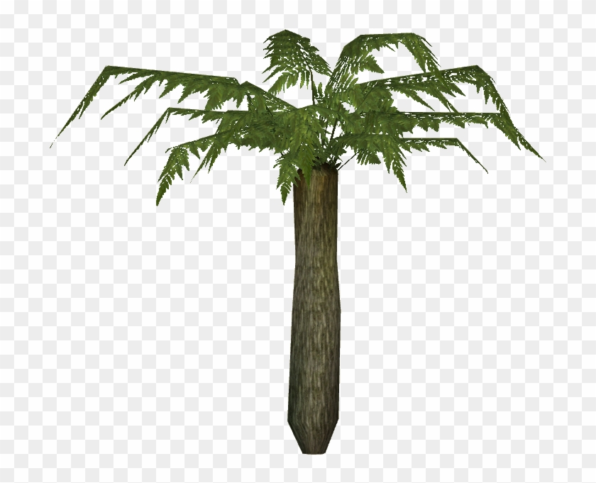 Small Tree Fern - Borassus Flabellifer Clipart