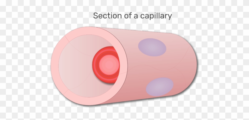 A Red Blood Cell In A Section Of Capillary Animation - Circle Clipart
