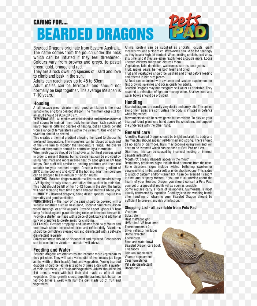 Golden Hamster , Png Download - Dipsosaurus Clipart